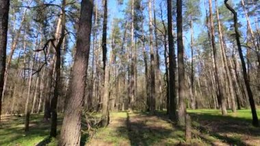 Gün boyunca çam ağaçlarıyla ormanda ağır çekimde yürümek.