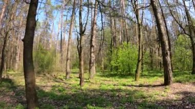 Gün boyunca çam ağaçlarıyla ormanda ağır çekimde yürümek.