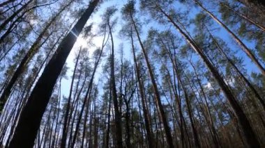 Gün boyunca çam ağaçlarıyla ormanda ağır çekimde yürümek.