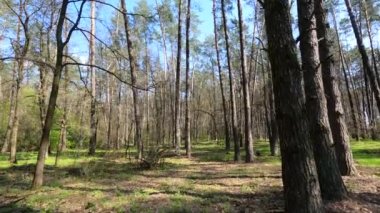 Gün boyunca çam ağaçlarıyla ormanda ağır çekimde yürümek.