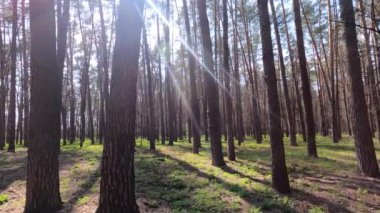 Gün boyunca çam ağaçlarıyla ormanda ağır çekimde yürümek.