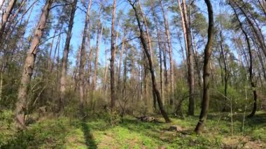 Gün boyunca çam ağaçlarıyla ormanda ağır çekimde yürümek.