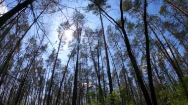 Gün boyunca çam ağaçlarıyla ormanda ağır çekimde yürümek.