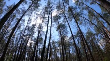 Gün boyunca çam ağaçlarıyla ormanda ağır çekimde yürümek.