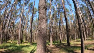 Gün boyunca çam ağaçlarıyla ormanda ağır çekimde yürümek.