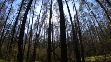 Gün boyunca çam ağaçlarıyla ormanda ağır çekimde yürümek.