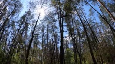 Gün boyunca çam ağaçlarıyla ormanda ağır çekimde yürümek.