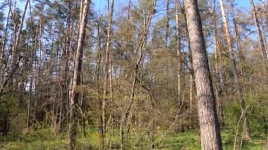 Gün boyunca çam ağaçlarıyla ormanda ağır çekimde yürümek.