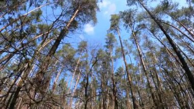 Gün boyunca çam ağaçlarıyla ormanda ağır çekimde yürümek.