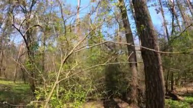 Gün boyunca çam ağaçlarıyla ormanda ağır çekimde yürümek.