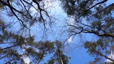 Gün boyunca çam ağaçlarıyla ormanda ağır çekimde yürümek.