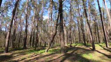 Gün boyunca çam ağaçlarıyla ormanda ağır çekimde yürümek.