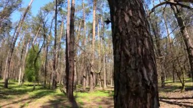 Gün boyunca çam ağaçlarıyla ormanda ağır çekimde yürümek.