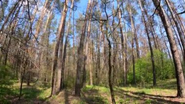 Gün boyunca çam ağaçlarıyla ormanda ağır çekimde yürümek.