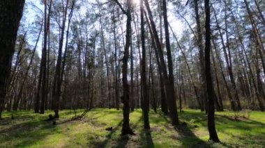 Gün boyunca çam ağaçlarıyla ormanda ağır çekimde yürümek.