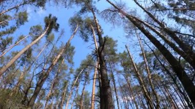Gün boyunca çam ağaçlarıyla ormanda ağır çekimde yürümek.