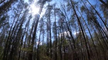 Gün boyunca çam ağaçlarıyla ormanda ağır çekimde yürümek.