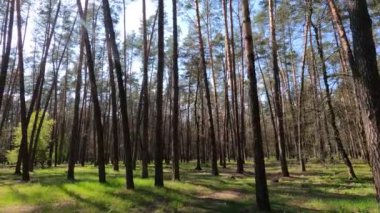 Gün boyunca çam ağaçlarıyla ormanda ağır çekimde yürümek.