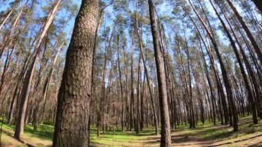 Gün boyunca çam ağaçlarıyla ormanda ağır çekimde yürümek.