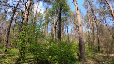 Gün boyunca çam ağaçlarıyla ormanda ağır çekimde yürümek.