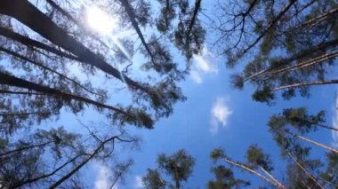 Gün boyunca çam ağaçlarıyla ormanda ağır çekimde yürümek.