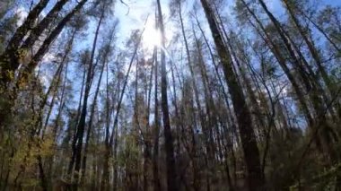 Gün boyunca çam ağaçlarıyla ormanda ağır çekimde yürümek.