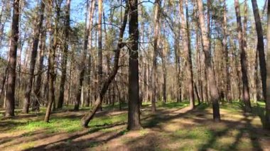 Gün boyunca çam ağaçlarıyla ormanda ağır çekimde yürümek.