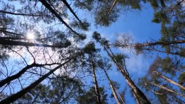 Gün boyunca çam ağaçlarıyla ormanda ağır çekimde yürümek.