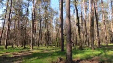 Gün boyunca çam ağaçlarıyla ormanda ağır çekimde yürümek.