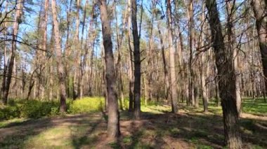 Gün boyunca çam ağaçlarıyla ormanda ağır çekimde yürümek.