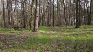Güzel orman manzarası, hava manzarası, yavaş çekim.