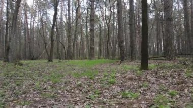 Güzel orman manzarası, hava manzarası, yavaş çekim.