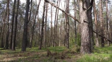 Güzel orman manzarası, hava manzarası, yavaş çekim.
