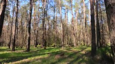 Gün boyunca çam ağaçları olan orman.