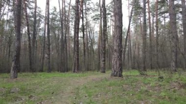 Orman manzarası hava manzarası, Ukrayna