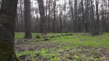 Orman manzarası hava manzarası, Ukrayna