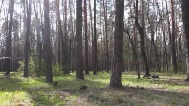 Orman manzarası hava manzarası, Ukrayna