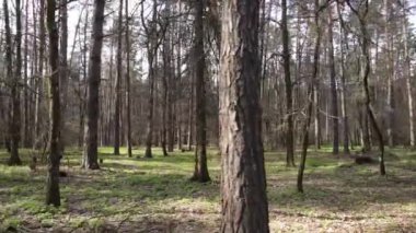 Orman manzarası hava manzarası, Ukrayna