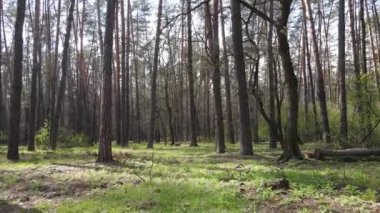 Orman manzarası hava manzarası, Ukrayna