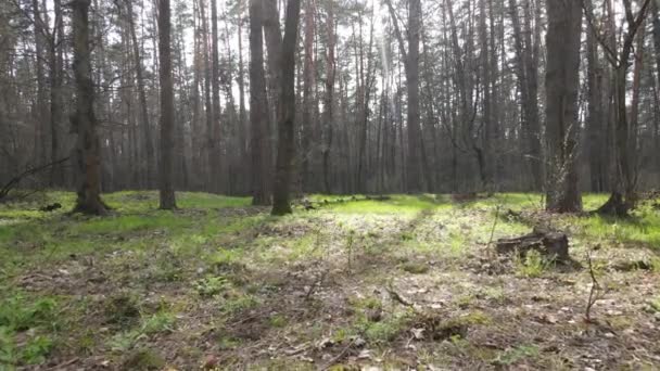 Красивый лесной пейзаж вид с воздуха, замедленная съемка — стоковое видео