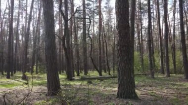 Orman manzarası hava manzarası, Ukrayna