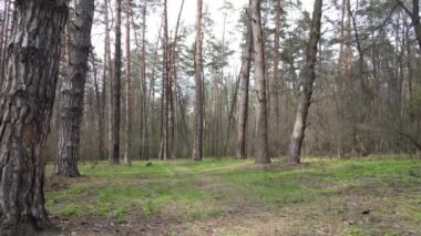 Orman manzarası hava manzarası, Ukrayna