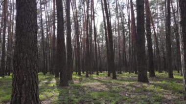 Orman manzarası hava manzarası, Ukrayna