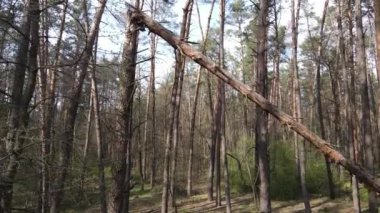 Orman manzarası hava manzarası, Ukrayna