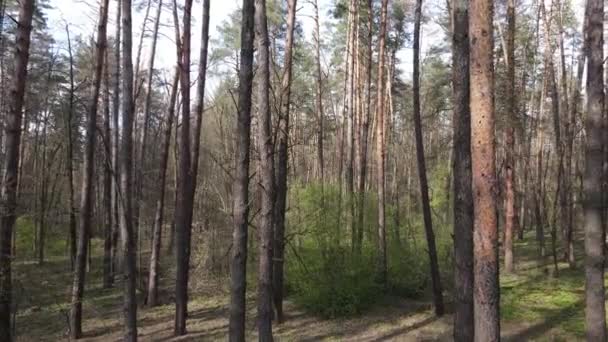 Paysage forestier vue aérienne, Ukraine — Video