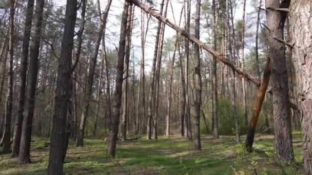 Waldlandschaft Luftaufnahme, Ukraine — Stockvideo