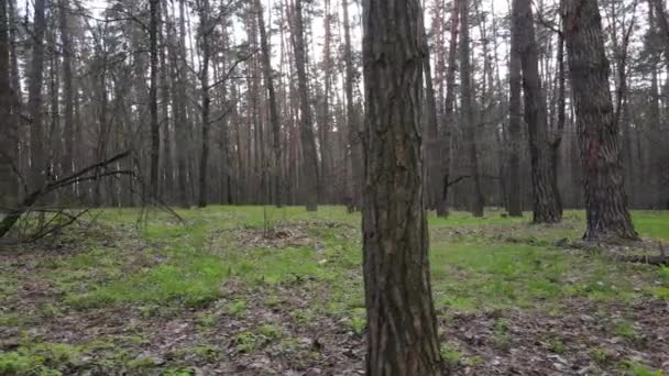 Orman manzarası hava manzarası, Ukrayna — Stok video