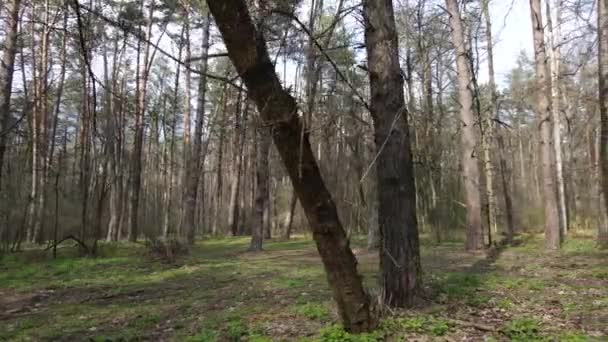 Foresta paesaggio vista aerea, Ucraina — Video Stock