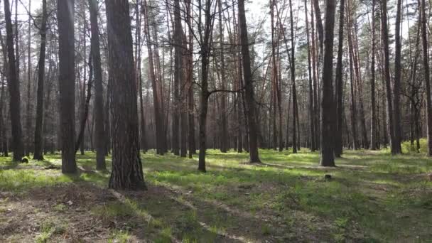 Paisaje forestal vista aérea, Ucrania — Vídeos de Stock