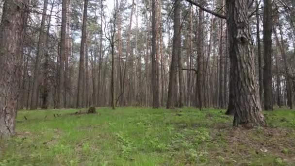 Lesní krajina letecký pohled, Ukrajina — Stock video